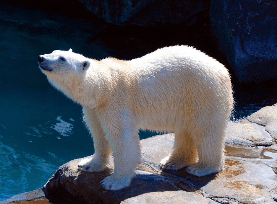 A Polar Bear