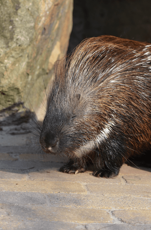 Porcupine - Facts, Diet & Habitat Information