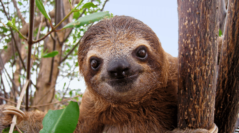 A Sloth