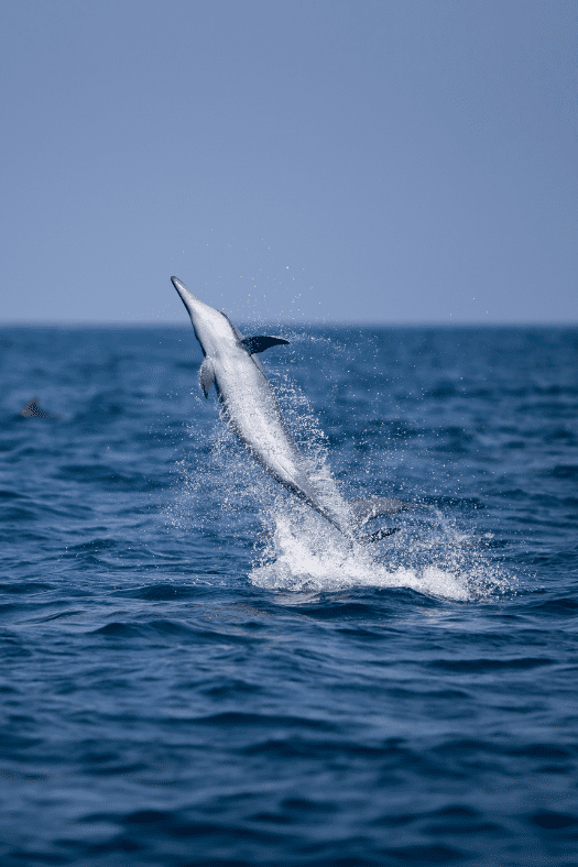 A Spinner Dolphin