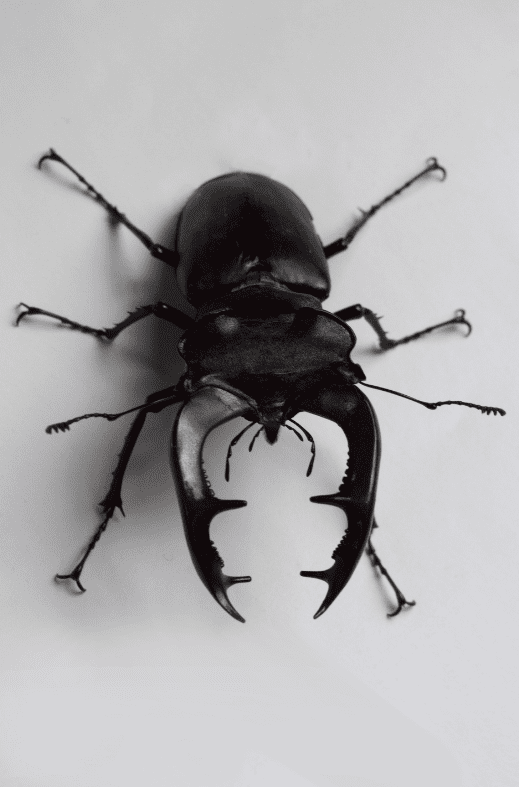 A Stag Beetle