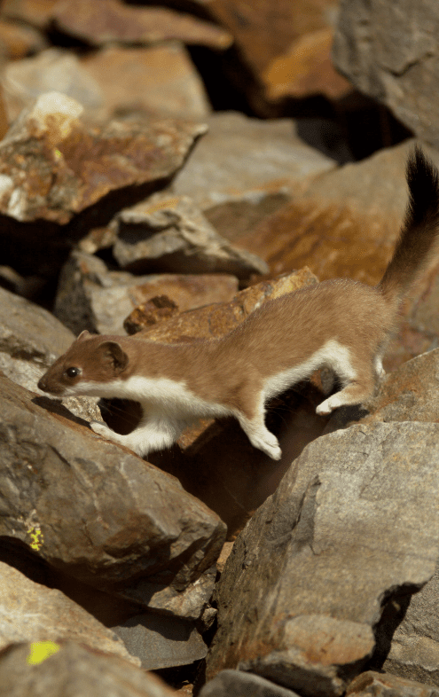 A Stoat