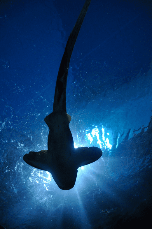 A shark