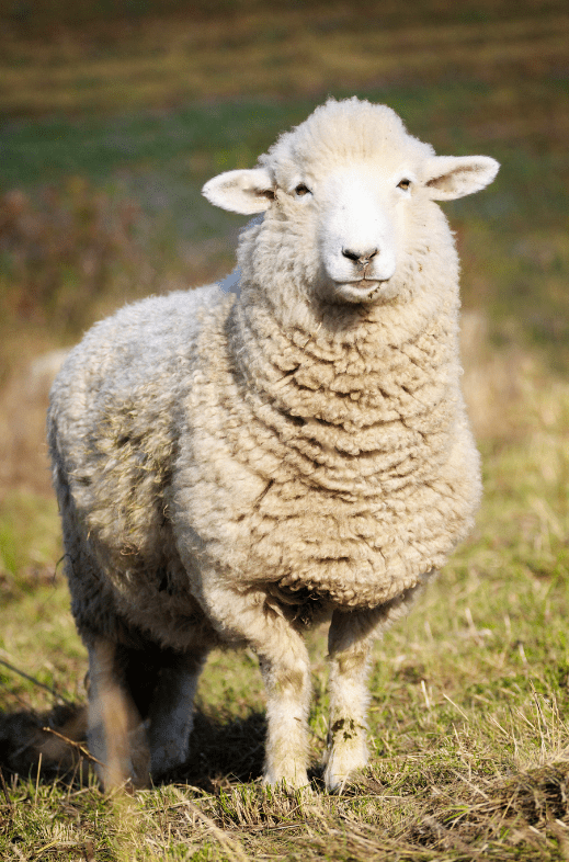 Domestic Sheep - Facts, Diet & Habitat Information