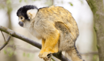 Animals in French Guiana - Animal Corner