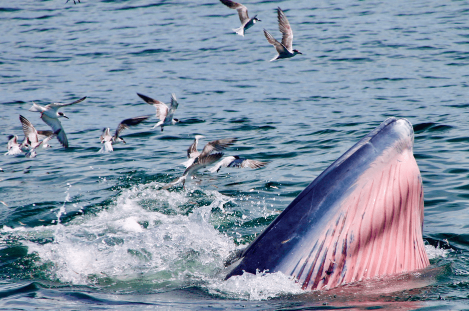 Bryde’s Whales