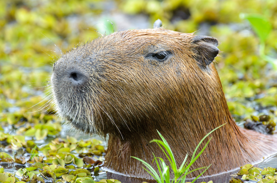 Rainforest Capybara