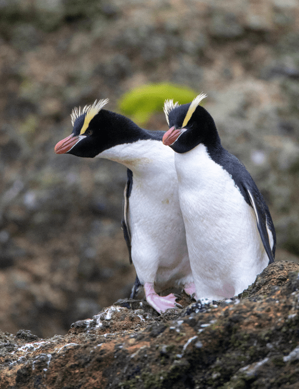 Erect Crested Penguin