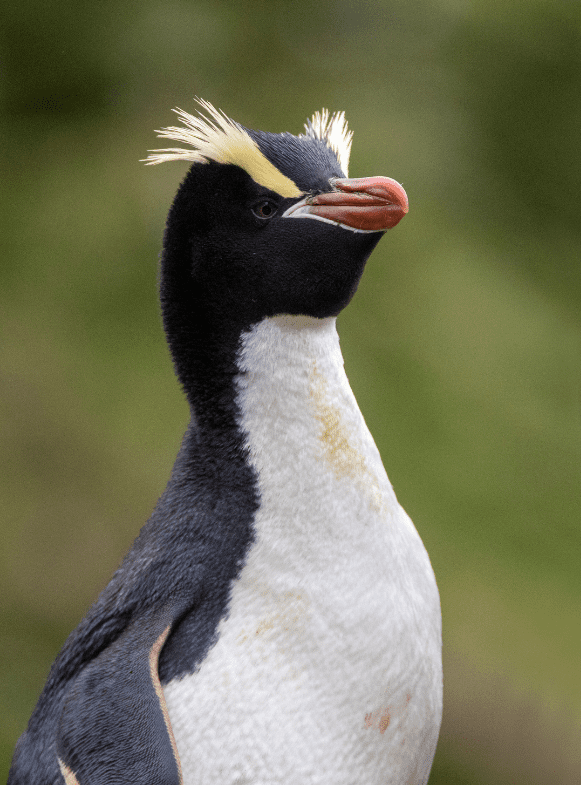 Erect-Crested-Penguin