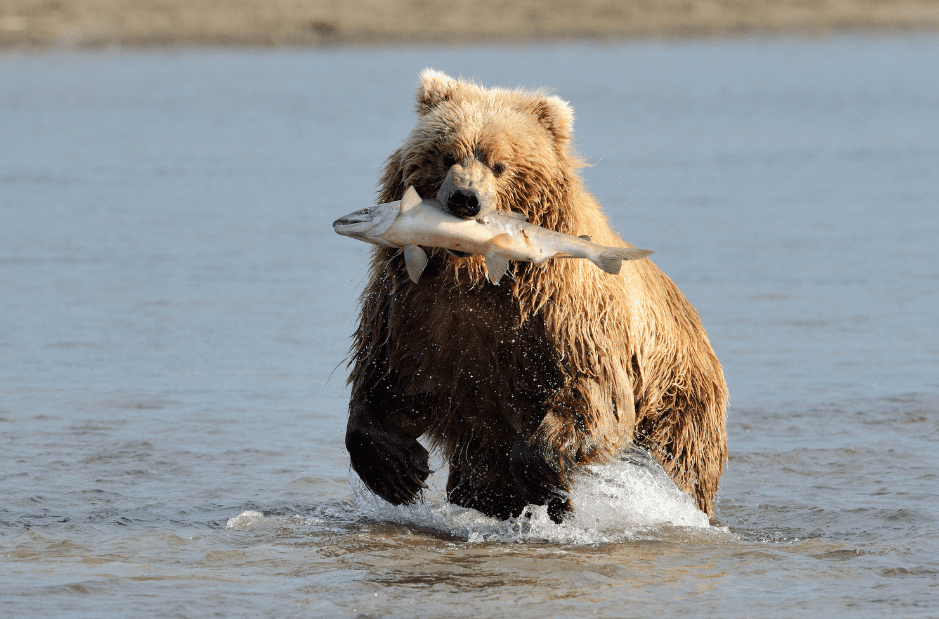 Grizzly Bear Diet