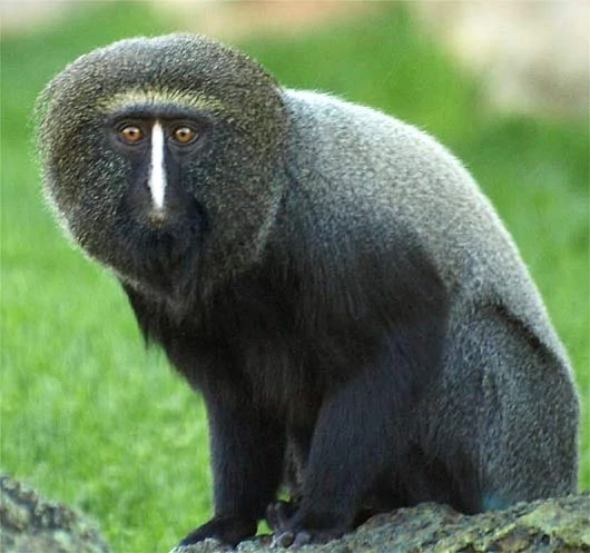 Hamlyn's Monkey