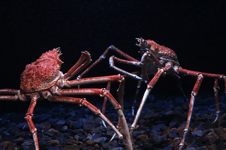 Spider Crab Parapleisticantha japonica Crustacea Crab Taxidermy 
