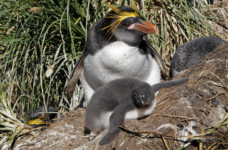 Macaroni Penguin Location