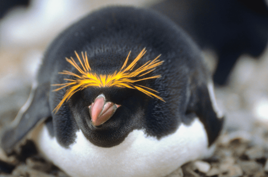 Пингвин из макарон