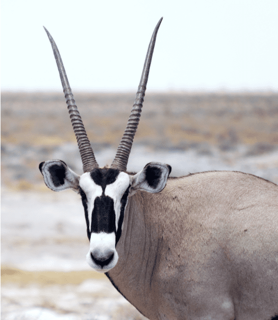 Oryx (Antelope) Facts, Diet & Habitat Information