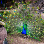 Peafowl Peacock