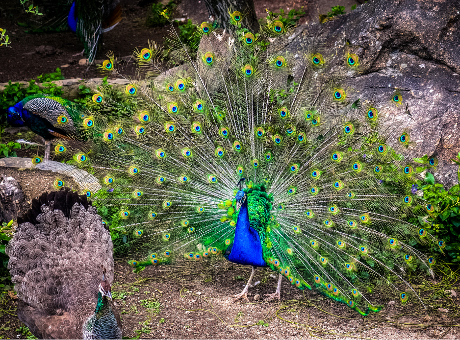 Peafowl Peacock - Facts, Information & Habitat