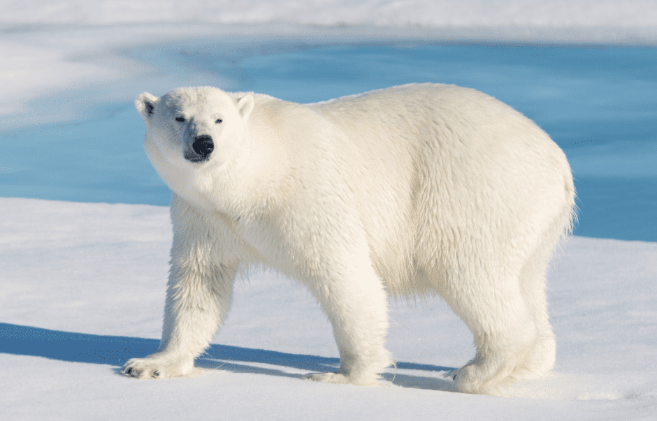 Polar Bear - Facts, Diet & Habitat Information