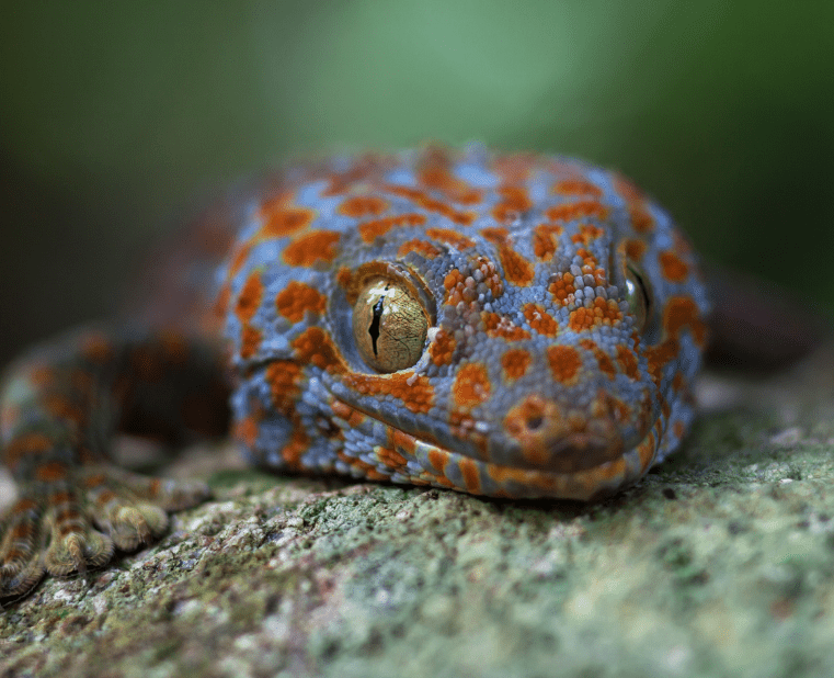 Shieldhead Gecko