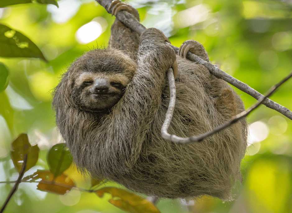 Why do Sloths Move Slowly? - Animal Corner
