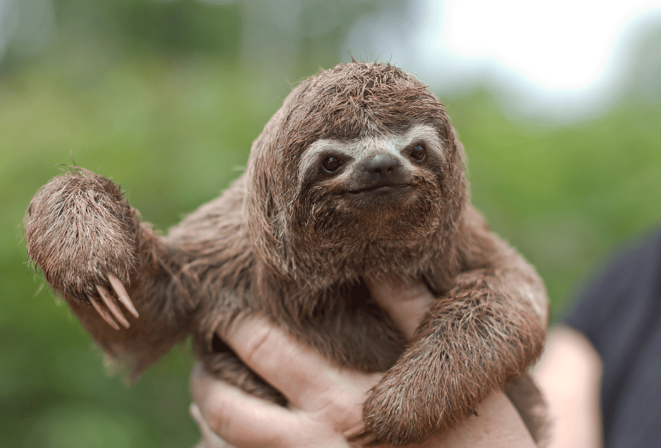Sloths