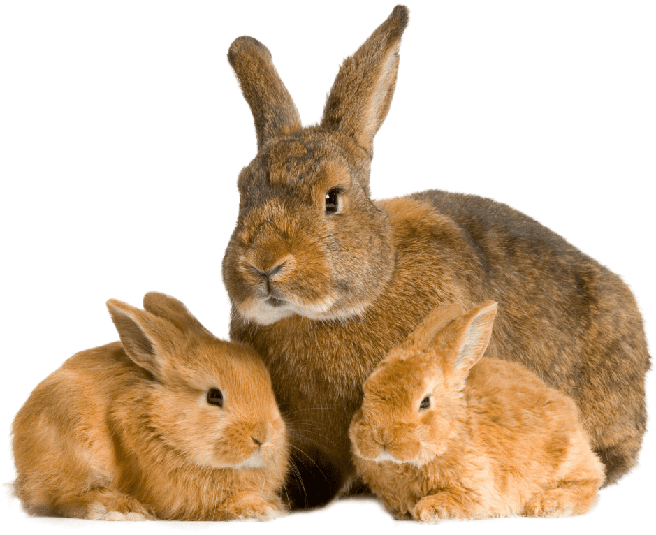 Rabbits As Pets - Facts, Diet & Habitat Information