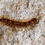 Stone Dwelling Centipede