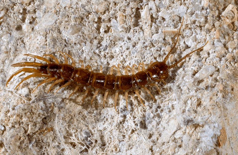 Stone Dwelling Centipede