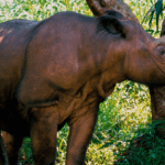 Sumatran Rhinoceros