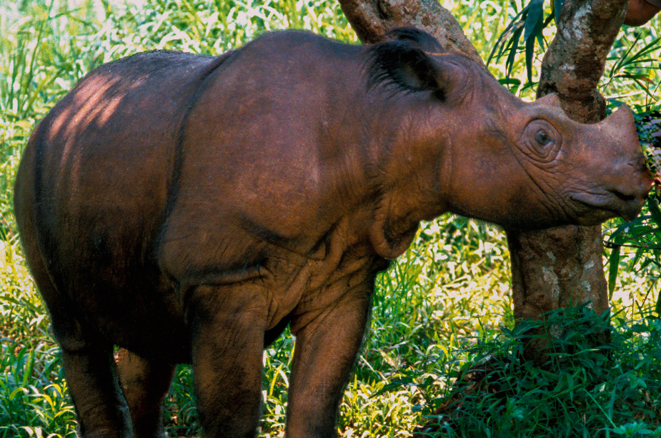 Sumatran Rhinoceros Facts, Diet & Habitat Information