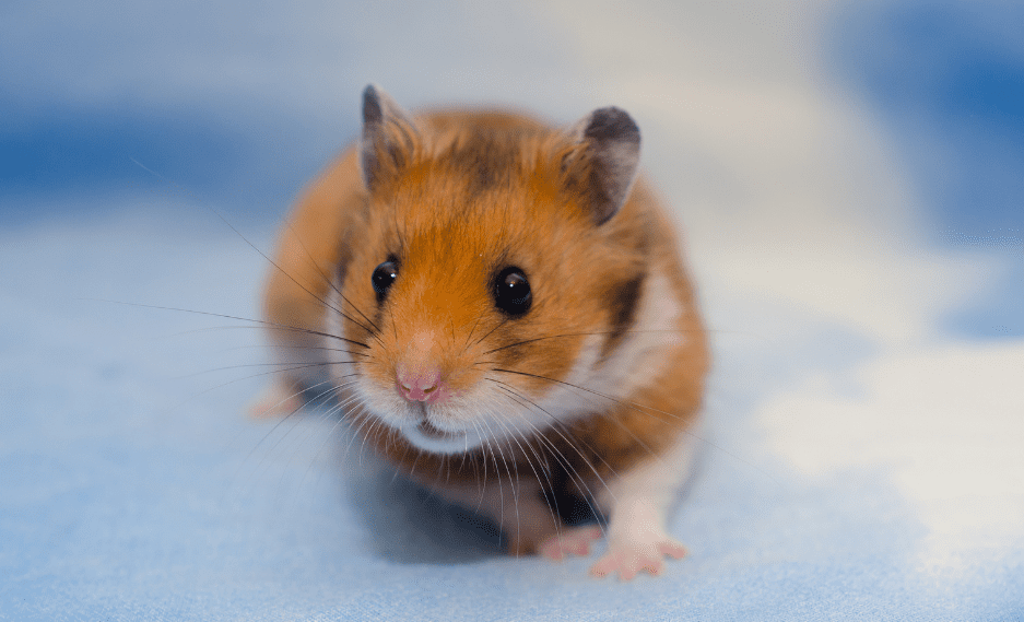 Golden/Syrian Hamster - Facts, Information & Pictures