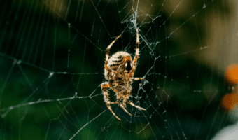 Tangle Web Spider