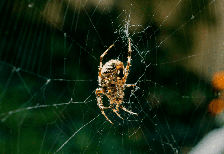 How do spiders avoid getting tangled in their own webs?