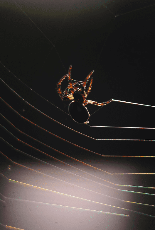 Tangle Web Spiders