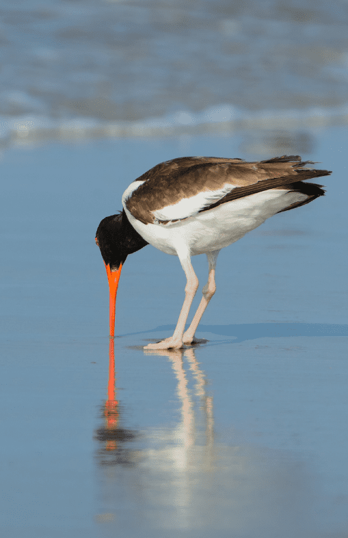 The American Oystercatcher