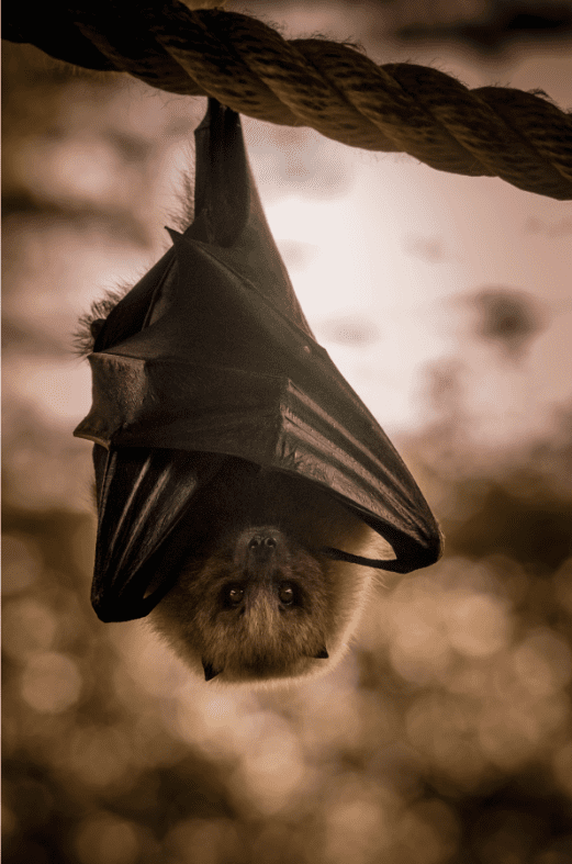 The Hoary Bat