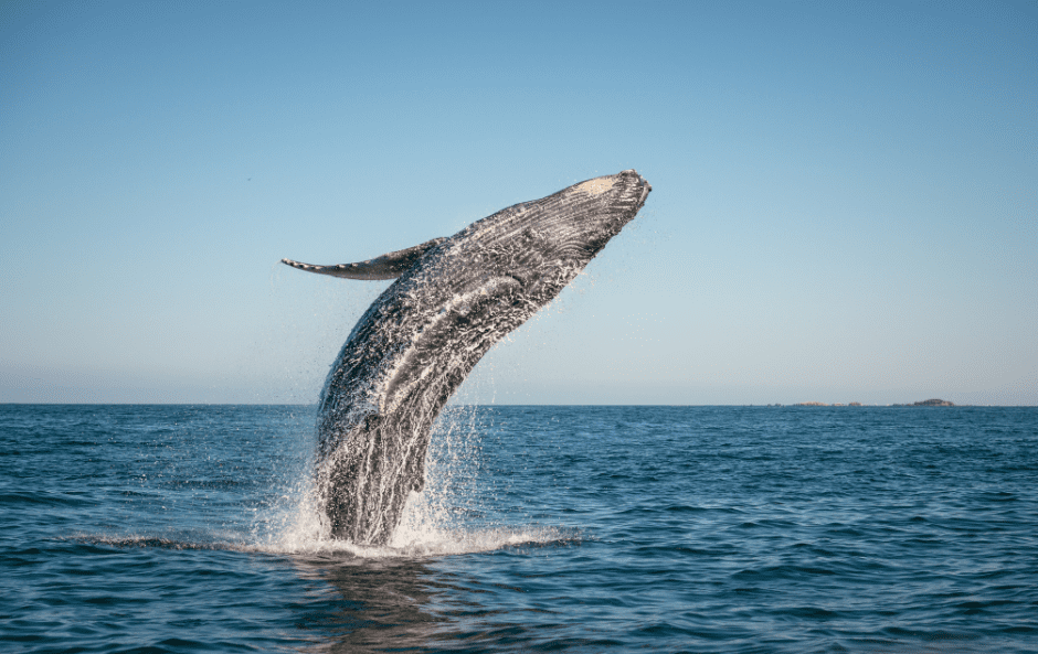 The Humpback Whale