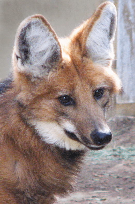 the-maned-wolf