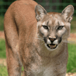 The Puma Cat
