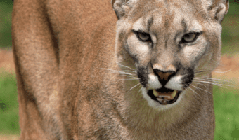 Puma Cat - Facts, Diet & Habitat Information