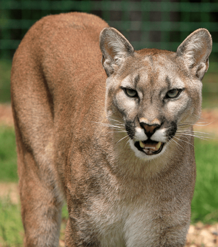shield stroke Savant Puma Cat - Facts, Diet & Habitat Information