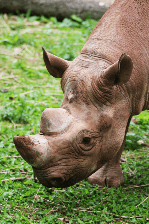 Rhinoceros - Thick Skinned Rhino Facts, Information & Habitat