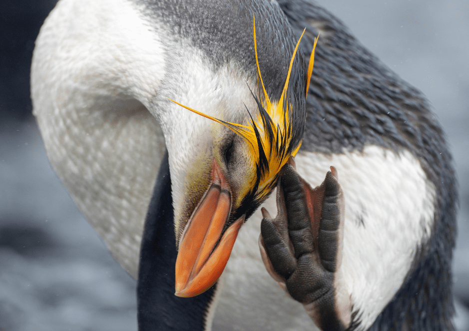 A Royal Penguin
