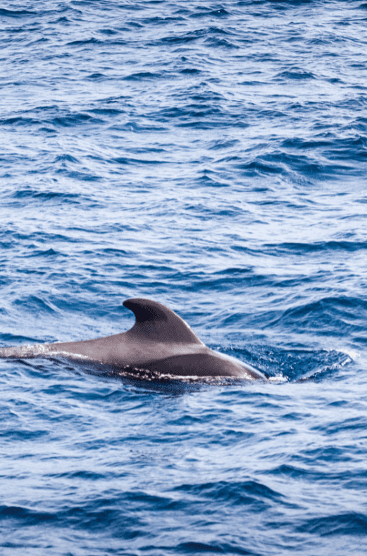 Galapagos Short Finned Pilot Whale