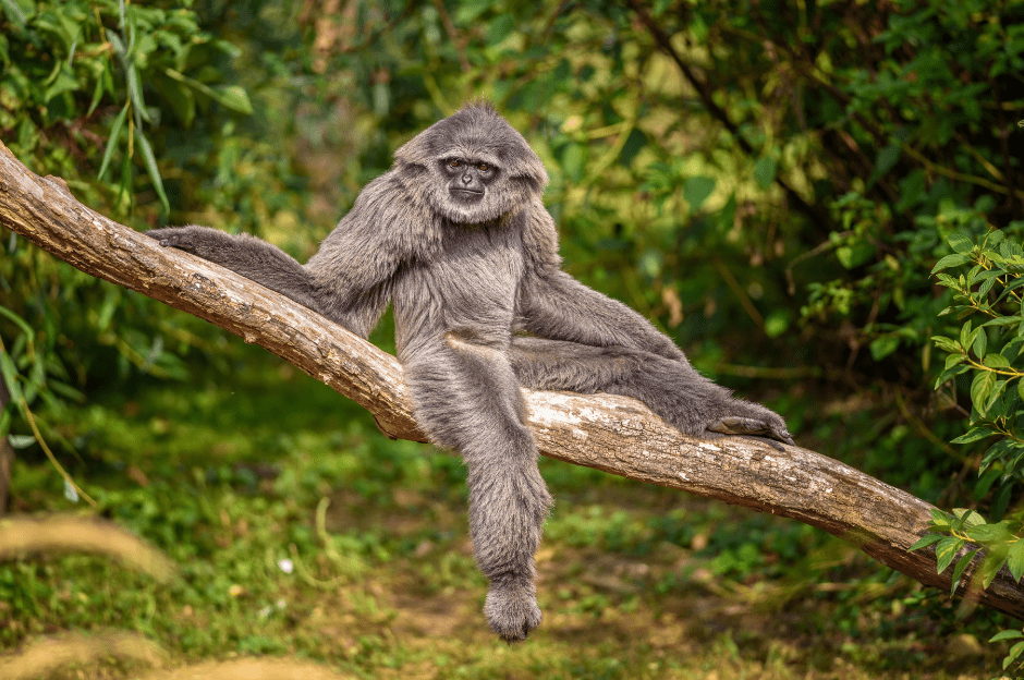 The Silvery Gibbon