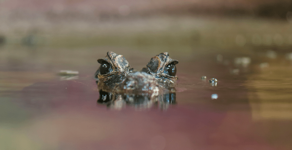 The Spectacled Caiman