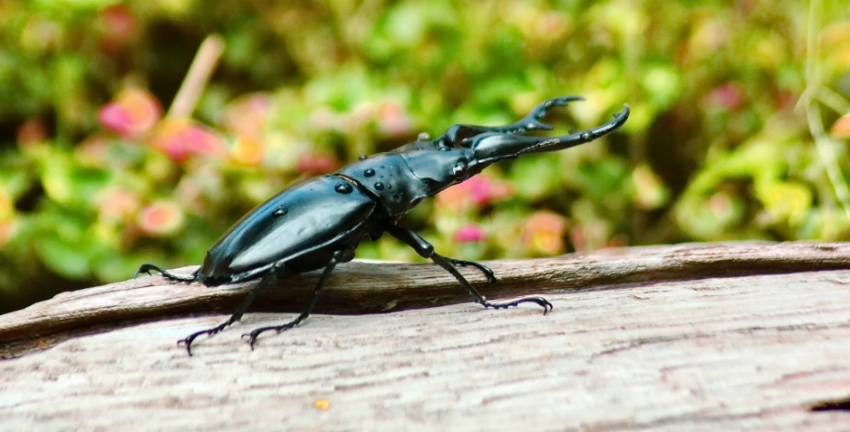 The Stag Beetle