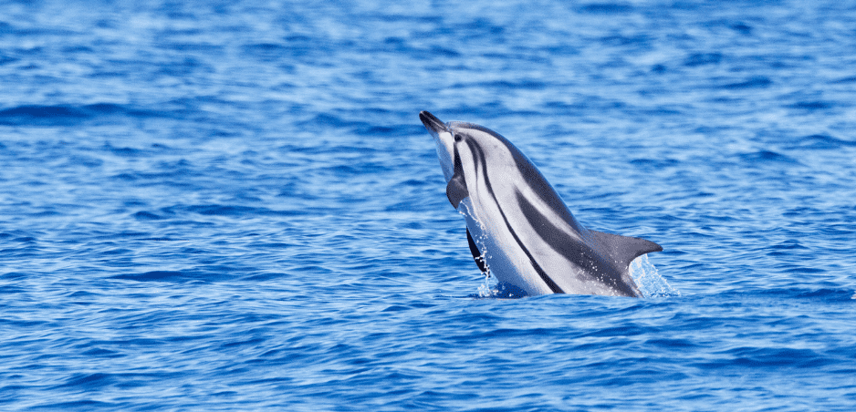 The Striped Dolphin