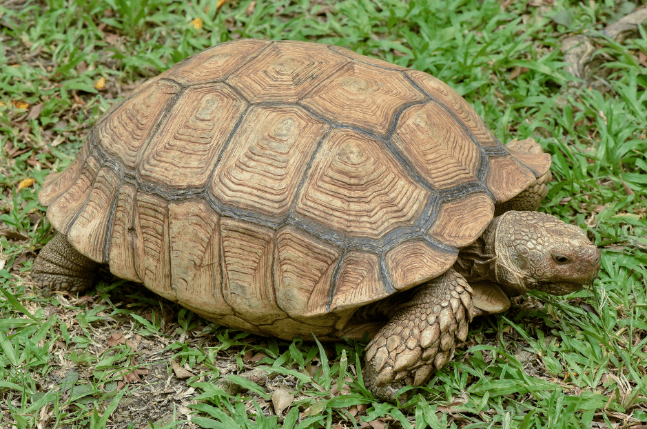 The Sulcata Tortoise