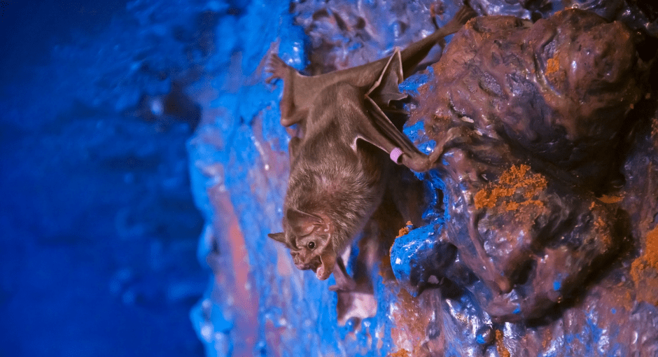 The Vampire Bats